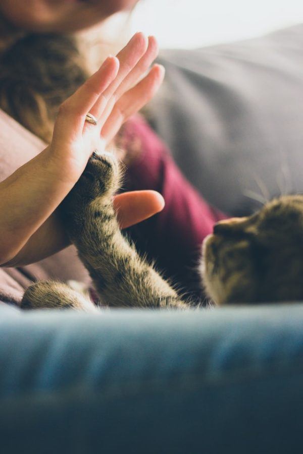Los 10 trucos más inteligentes para gatos choca esos cinco