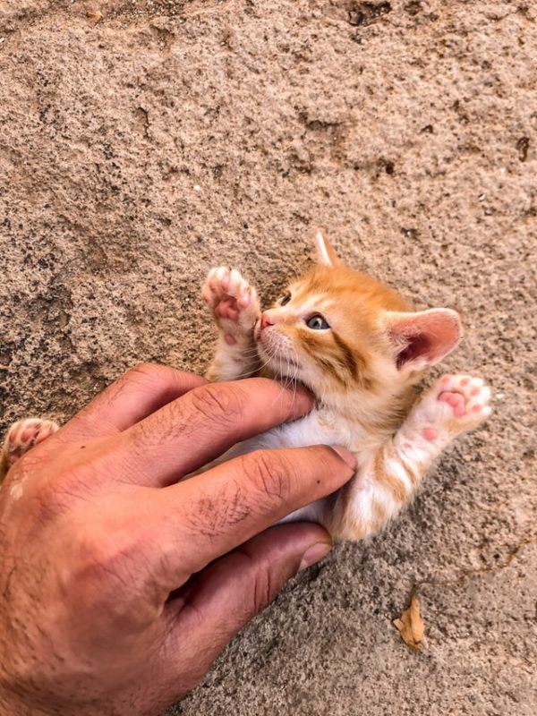 Los 10 trucos más inteligentes para gatos rodar