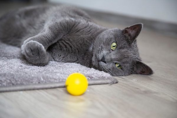 Los 10 trucos más inteligentes para gatos juguete