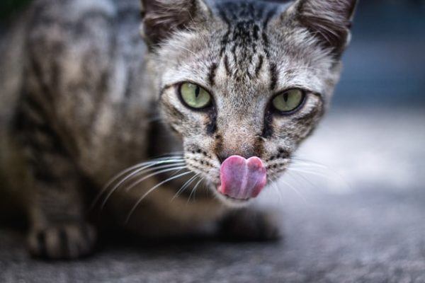 Los 10 trucos más inteligentes para gatos premio