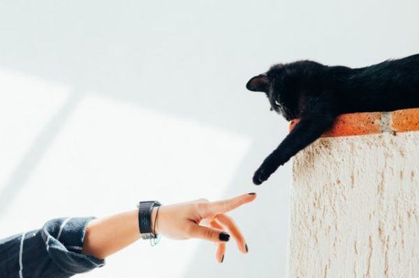Los 10 trucos más inteligentes para gatos saludo