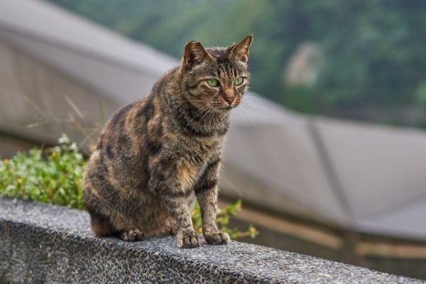 Los 10 trucos más inteligentes para gatos atrás sentado