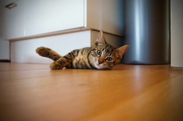 Los 10 trucos más inteligentes para gatos tumbado