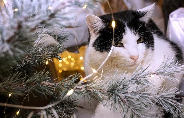 Cómo celebrar la Navidad con tu gato: ideas y consejos - AnimalesMascotas