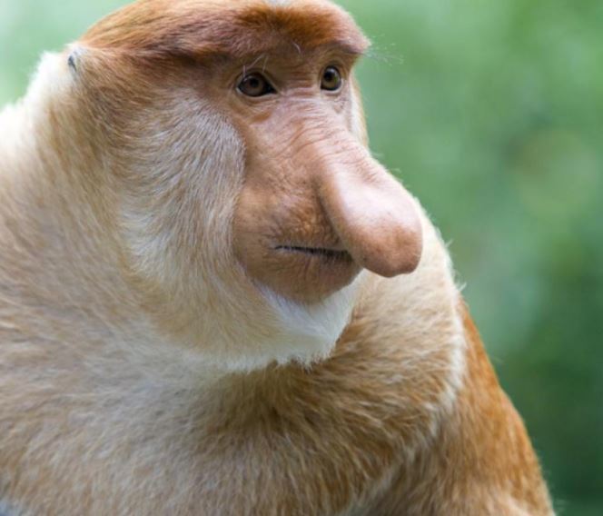 18 tipos extraños de monos - AnimalesMascotas